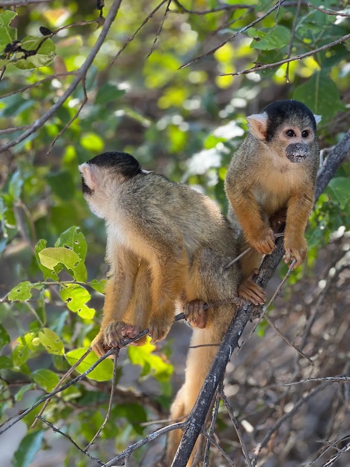 Yellow Monkey's, Amazon Rainforest, www.travelvivir.com