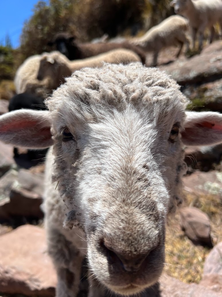 Sheep on Taquile Island, Peru, www.travelvivir.com