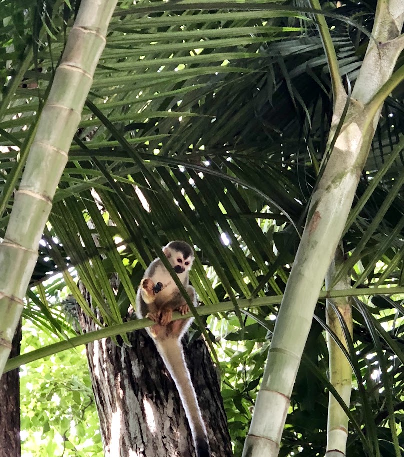 Monkeys in Rainforest Manuel Antonio Costa Rica