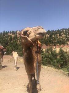 Camel Ride Marrakech, Morocco